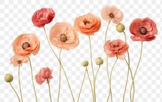 some pink and red flowers on a white background, with one flower in the middle