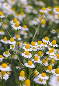 many white and yellow flowers with green stems