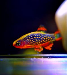 an orange and blue fish with yellow spots on it's back legs, next to a white object