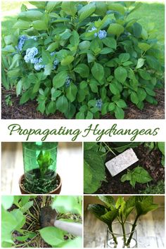 green plants with blue flowers in them and the words propagating hydrangeas