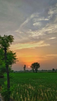 the sun is setting over a green field with trees and grass in front of it