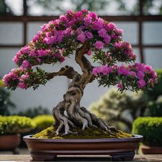 a bonsai tree with pink flowers in a pot