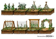 several different stages of growing plants in the same planter, including trelliss and arbors