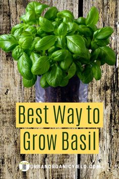 the best way to grow basil in a glass vase