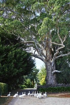 a flock of birds sitting under a large tree