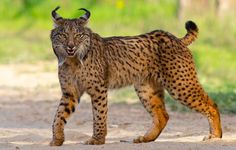 a cat with horns standing on the ground