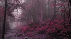 a path in the woods with pink flowers on it and foggy skies above them