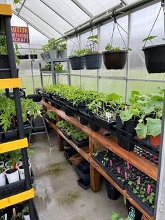 many plants are growing in the greenhouse