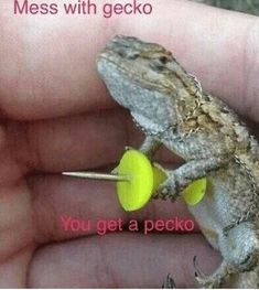 a small gecko eating a piece of fruit in someone's hand that says mess with gecko you get a pecko