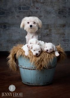 two pictures one with a dog and the other with puppies in a basket on top of a table