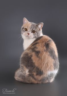 a brown and white cat sitting on top of a black table next to a gray background