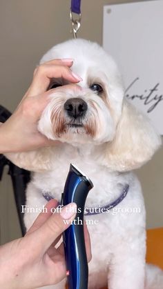 a small white dog being groomed by a person with a blue hair dryer