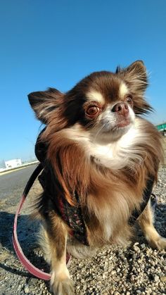 a small brown and white dog sitting on top of a gravel covered ground next to a road