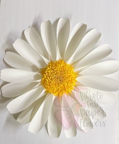 a white and yellow flower on a white background