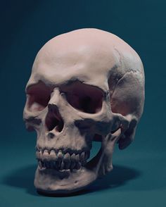 a fake human skull is shown on a green background, with the lower half of it's face visible