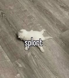 a small white dog laying on top of a wooden floor