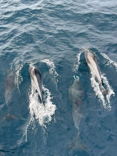 four dolphins swimming in the ocean together