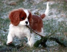 a small brown and white dog holding a branch in its mouth