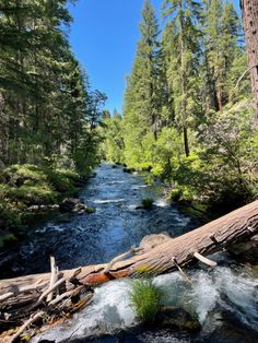 a river running through a forest filled with lots of tall pine trees next to a fallen tree