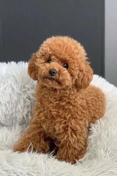 a small brown dog sitting on top of a white blanket