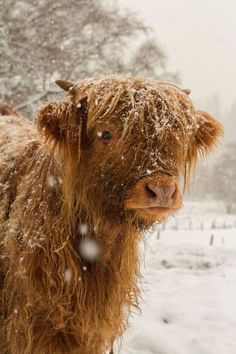 a brown cow standing in the snow with it's head turned towards the camera