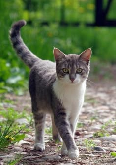 a gray and white cat walking across a dirt road