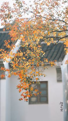 an orange tree with yellow leaves in front of a white building and blue roofing