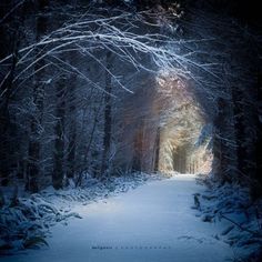 a snow covered path in the middle of a forest