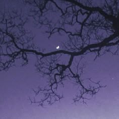 the moon is seen through branches of a tree