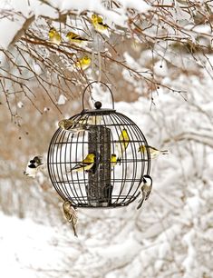 a bird feeder hanging from a tree filled with yellow and black birds in the snow