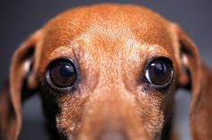 a small brown dog with big eyes looking at the camera