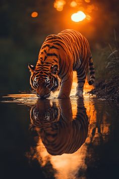 a tiger drinking water from a pond at sunset