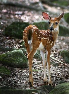 a small deer standing on top of a forest floor