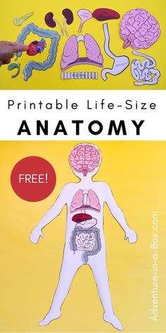 a poster with the words printable life - size anatomy on it, and an image of