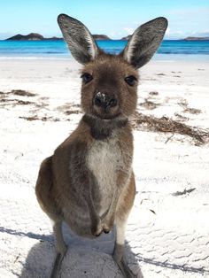 a small kangaroo standing on its hind legs in the sand at the beach with blue sky and water behind it