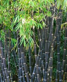 many black bamboo trees with green leaves in the background