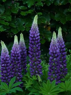 purple flowers are blooming in the garden