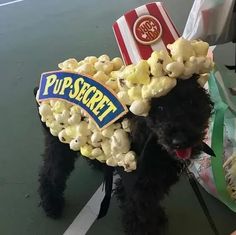 a black dog with popcorn on it's head is standing next to a bag of popcorn