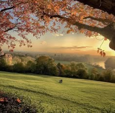 two people sitting under a tree on top of a lush green field with trees in the background