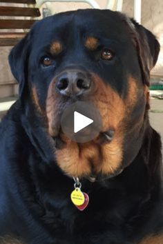 a large black and brown dog laying on top of a floor