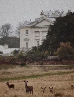 a herd of deer standing on top of a dry grass field next to a large white building