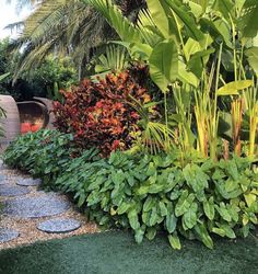 the garden is full of lush green plants