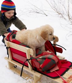 a little boy riding on a sled pulled by a dog