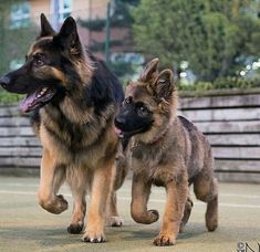 two german shepherd puppies are running on the street together, one is black and brown