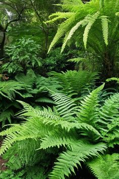 many green plants and trees in the woods