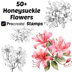 the flowers are drawn in different styles and colors, with text that reads 50 + honeysuckle flowers procreate stamps