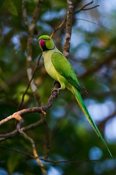 a green parrot sitting on top of a tree branch