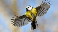 a small yellow and black bird with its wings spread out in the air while flying