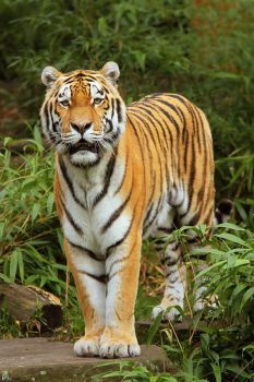 a tiger walking across a lush green forest