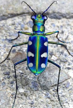 a blue and green bug sitting on top of a stone floor covered in white dots